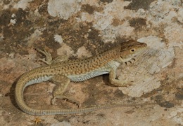 Spiny-Footed Lizard